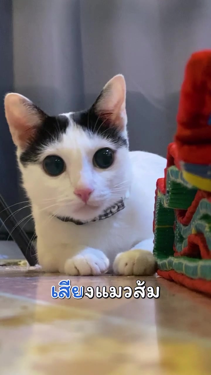 ทดสอบเว้นวรรคข้างหลัง link youtube - video